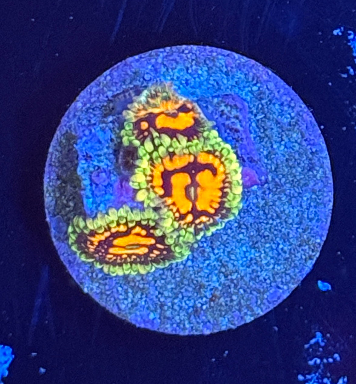 Rainbow Incinerator zoa