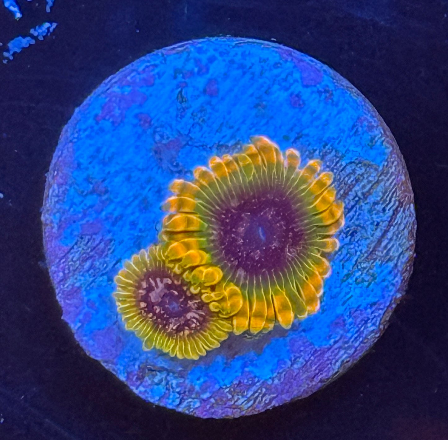 JF Acids reflux zoa