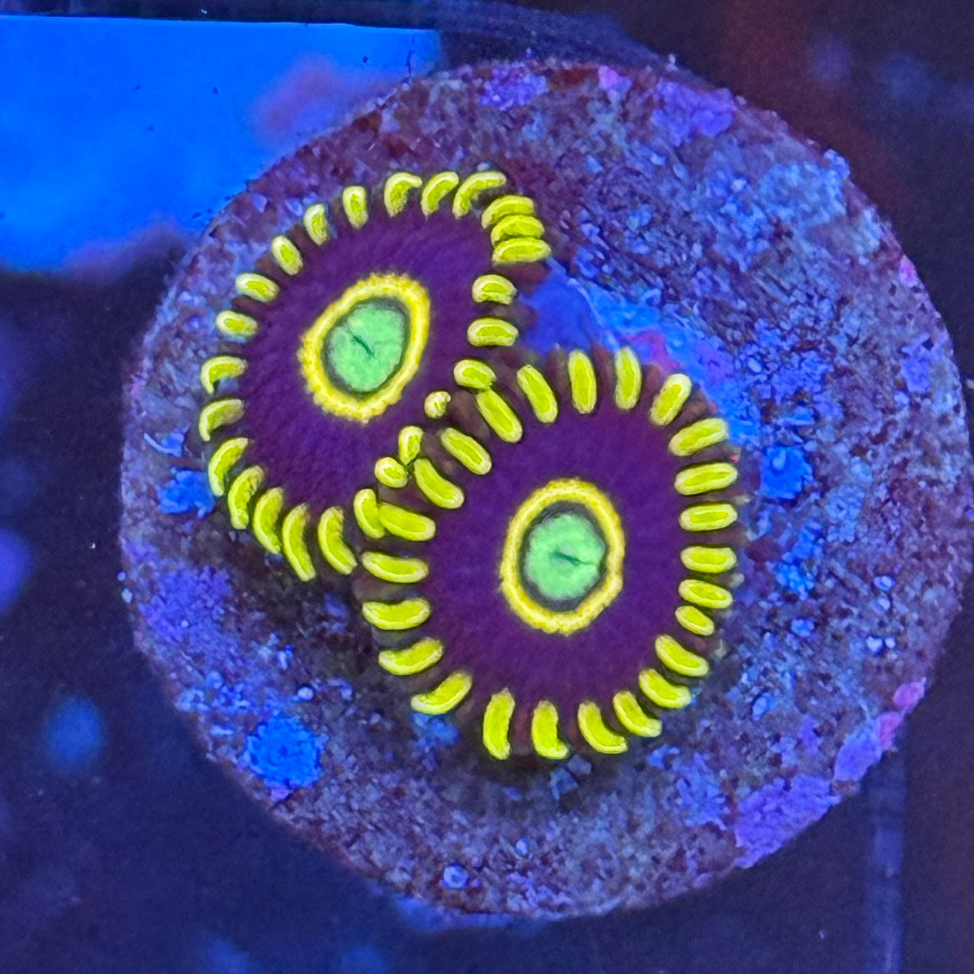 Blue hornet zoa