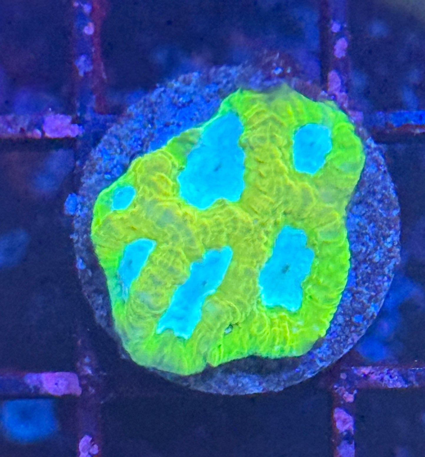 Era ultra yellow Favia