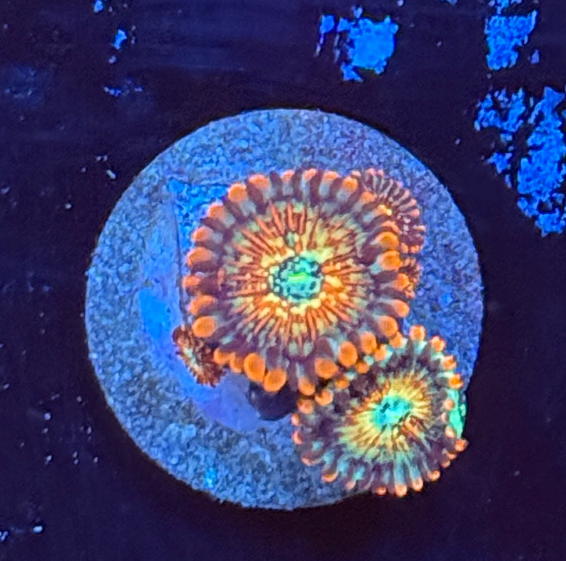 White zombie zoa