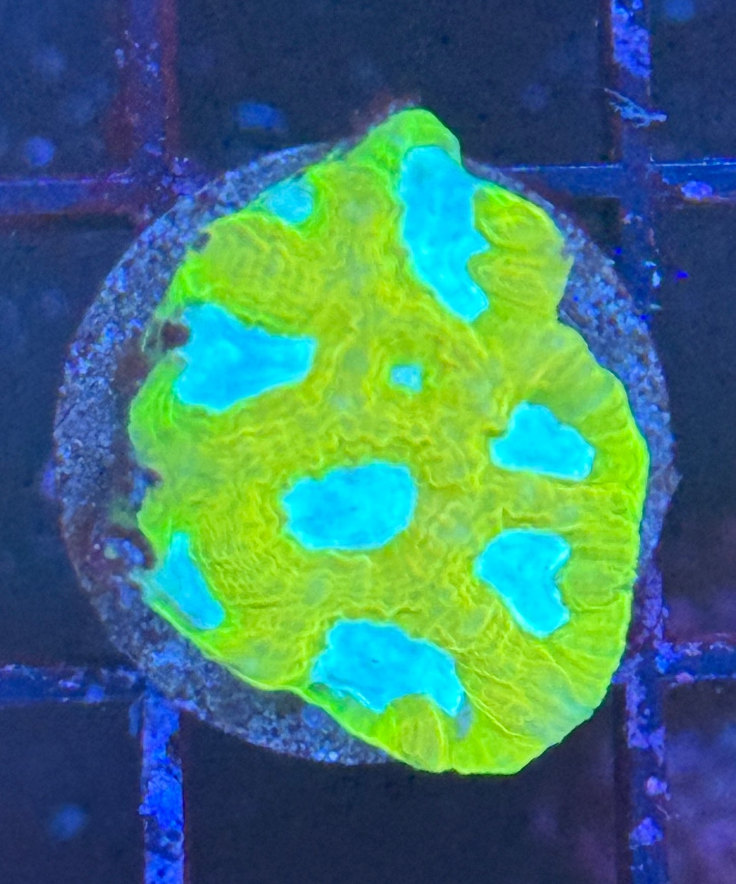 Era ultra yellow Favia