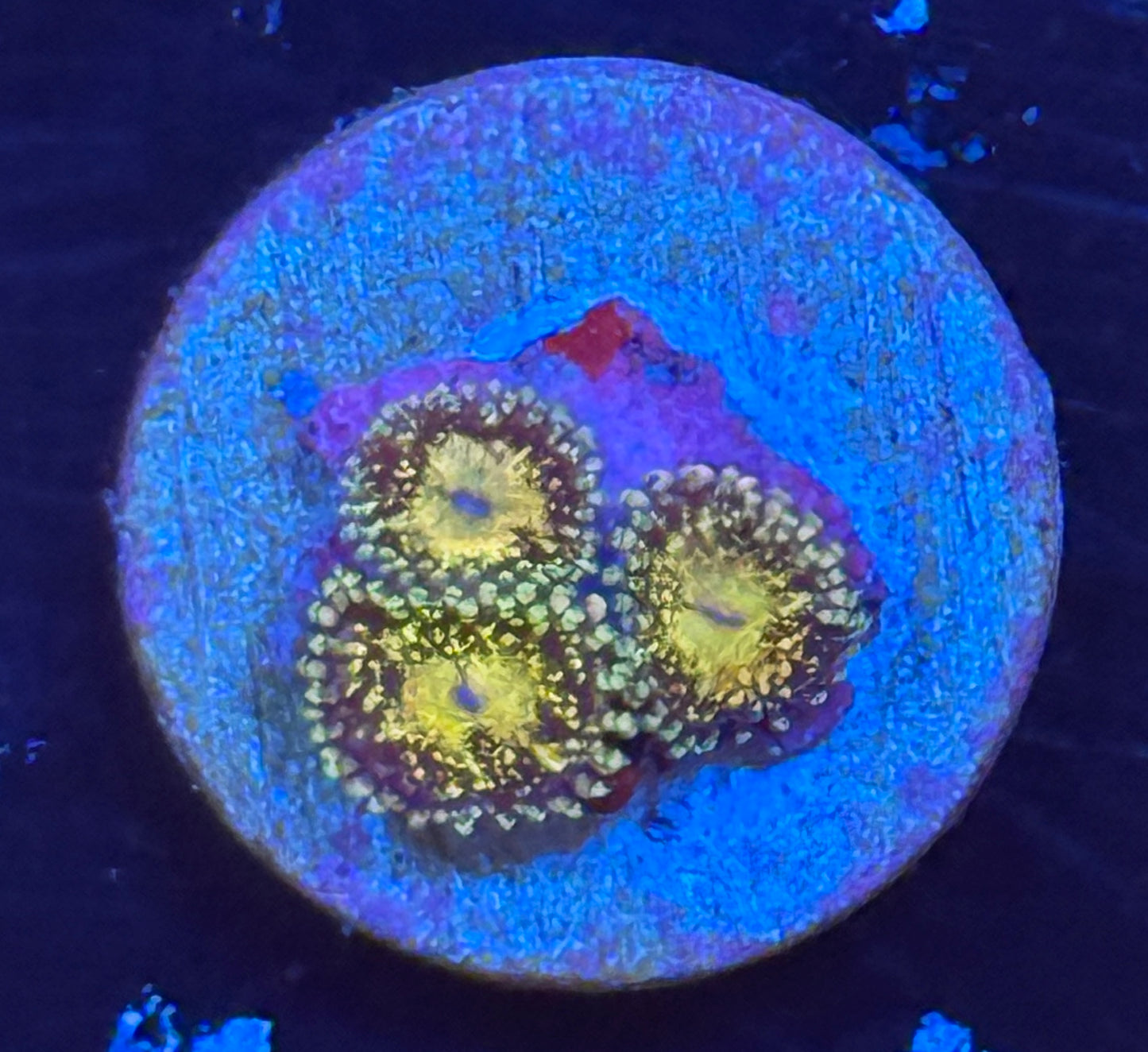 Grim Reaper zoa
