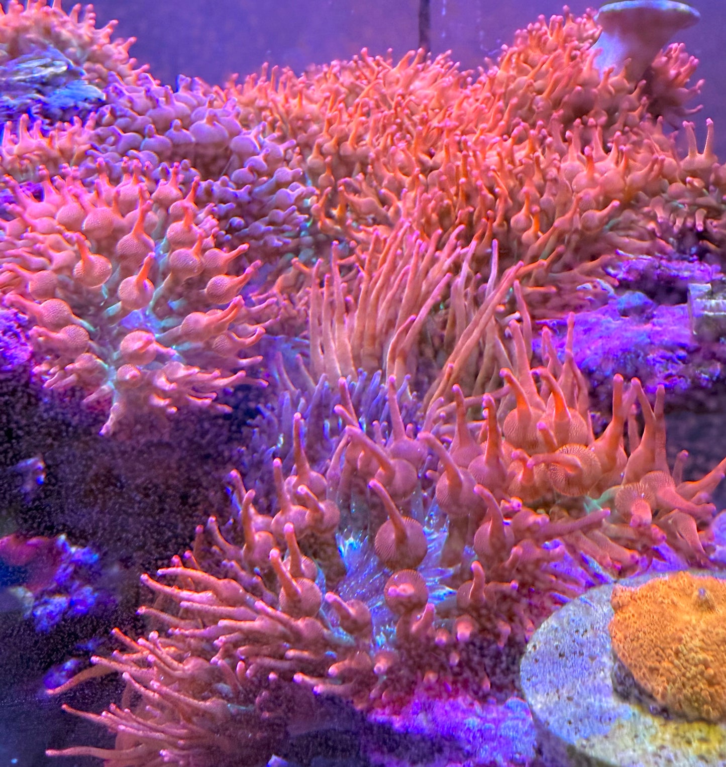 Rainbow anemone 100% Aquaculture