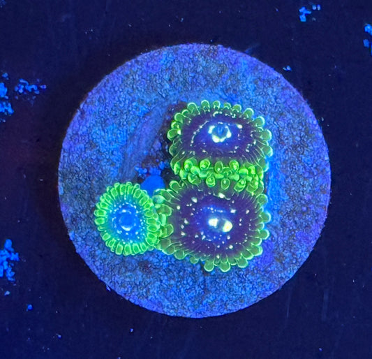 Exosphere zoa