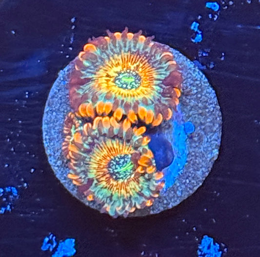 White zombie zoa