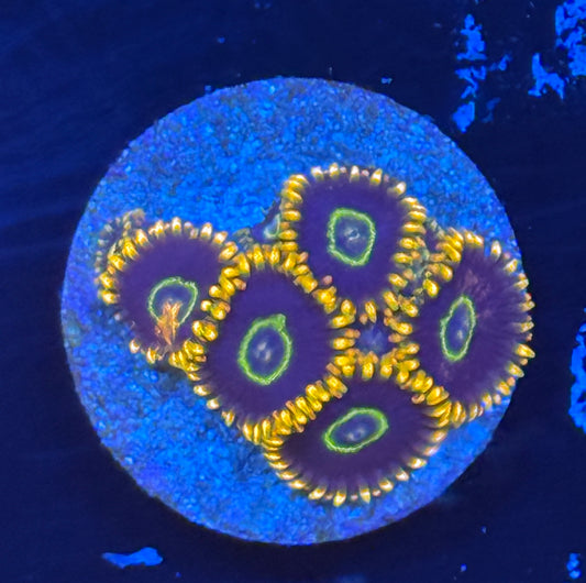 Rainbow Hornet zoa