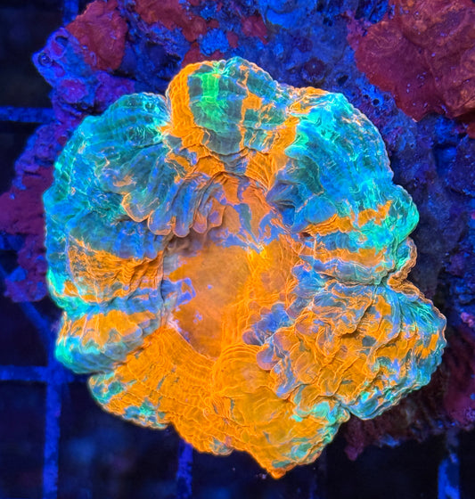 Indo Rainbow Acanthophophyllia