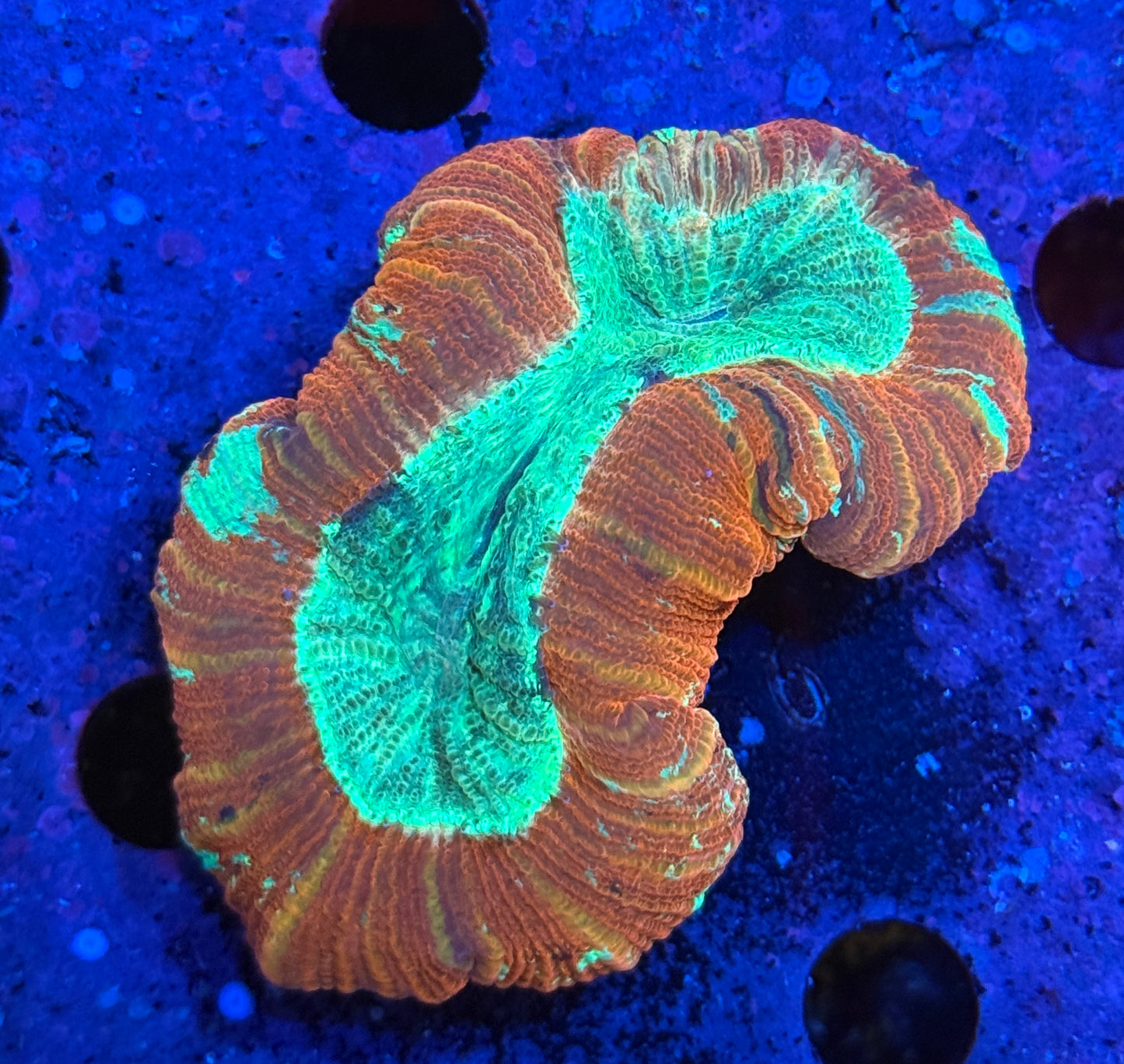 Red trachyphyllia