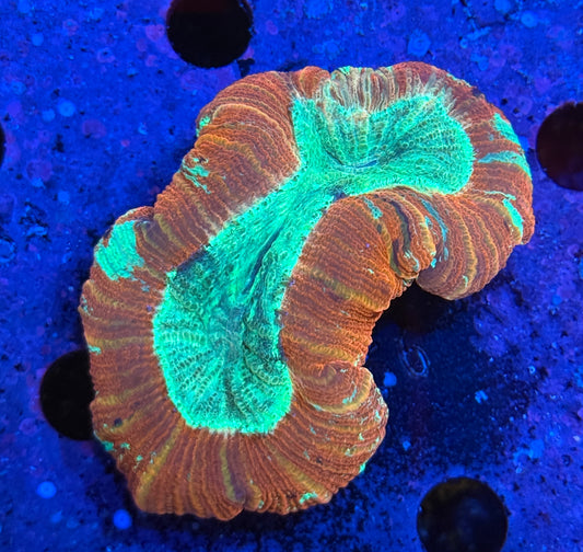 Red trachyphyllia