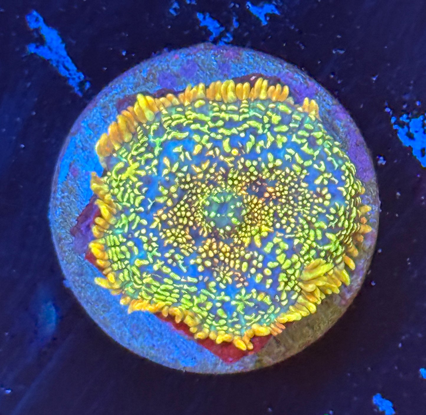Rainbow Rhodctis mushroom