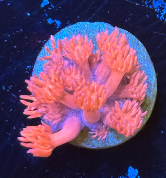 Pink gonipora