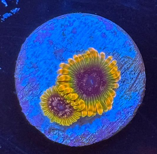 JF Acids reflux zoa