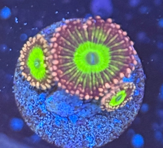 Zoa 010