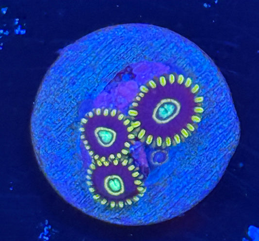 Blue Hornet zoa