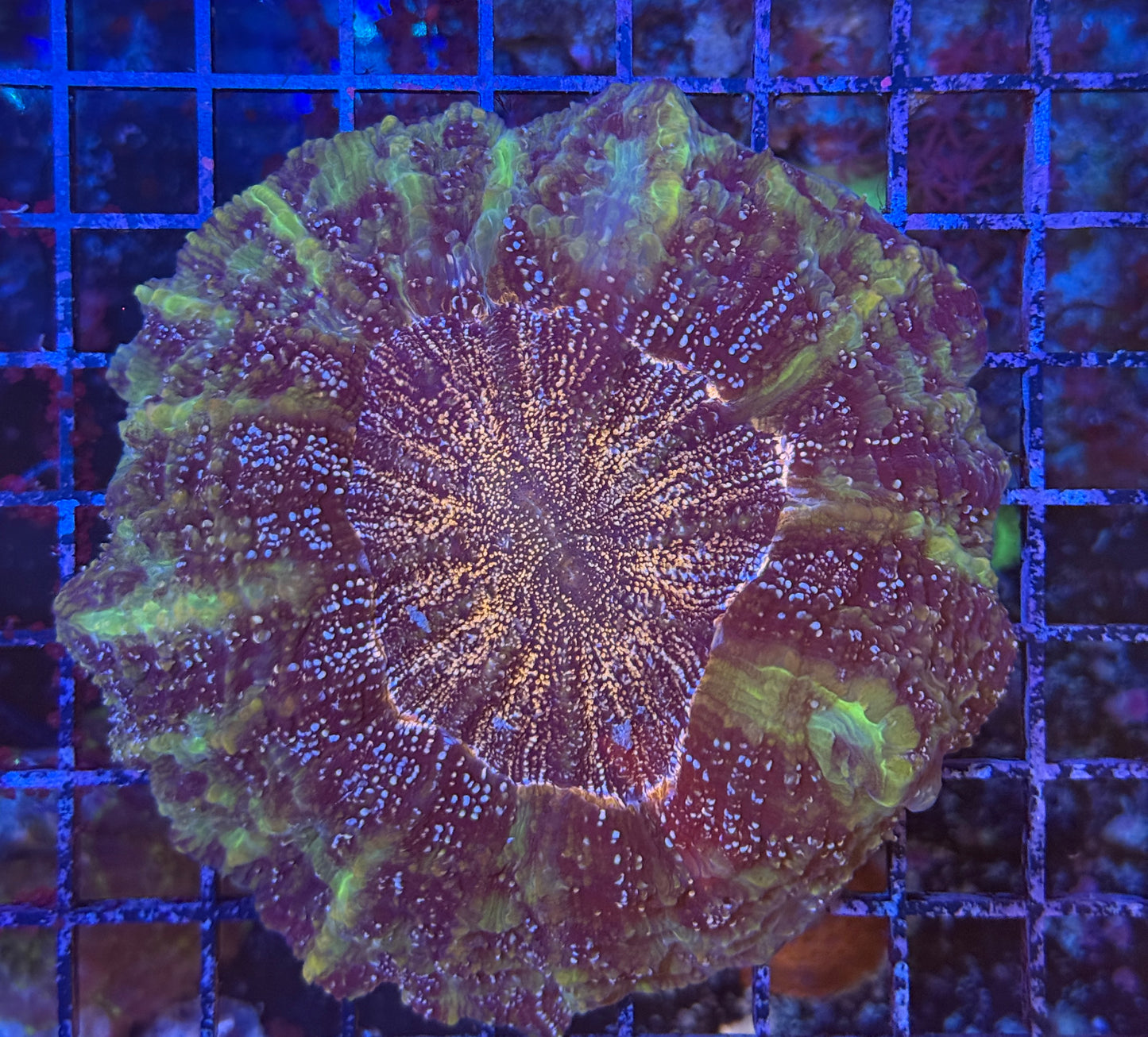 Purple Acanthophyllia