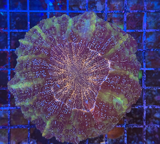 Purple Acanthophyllia