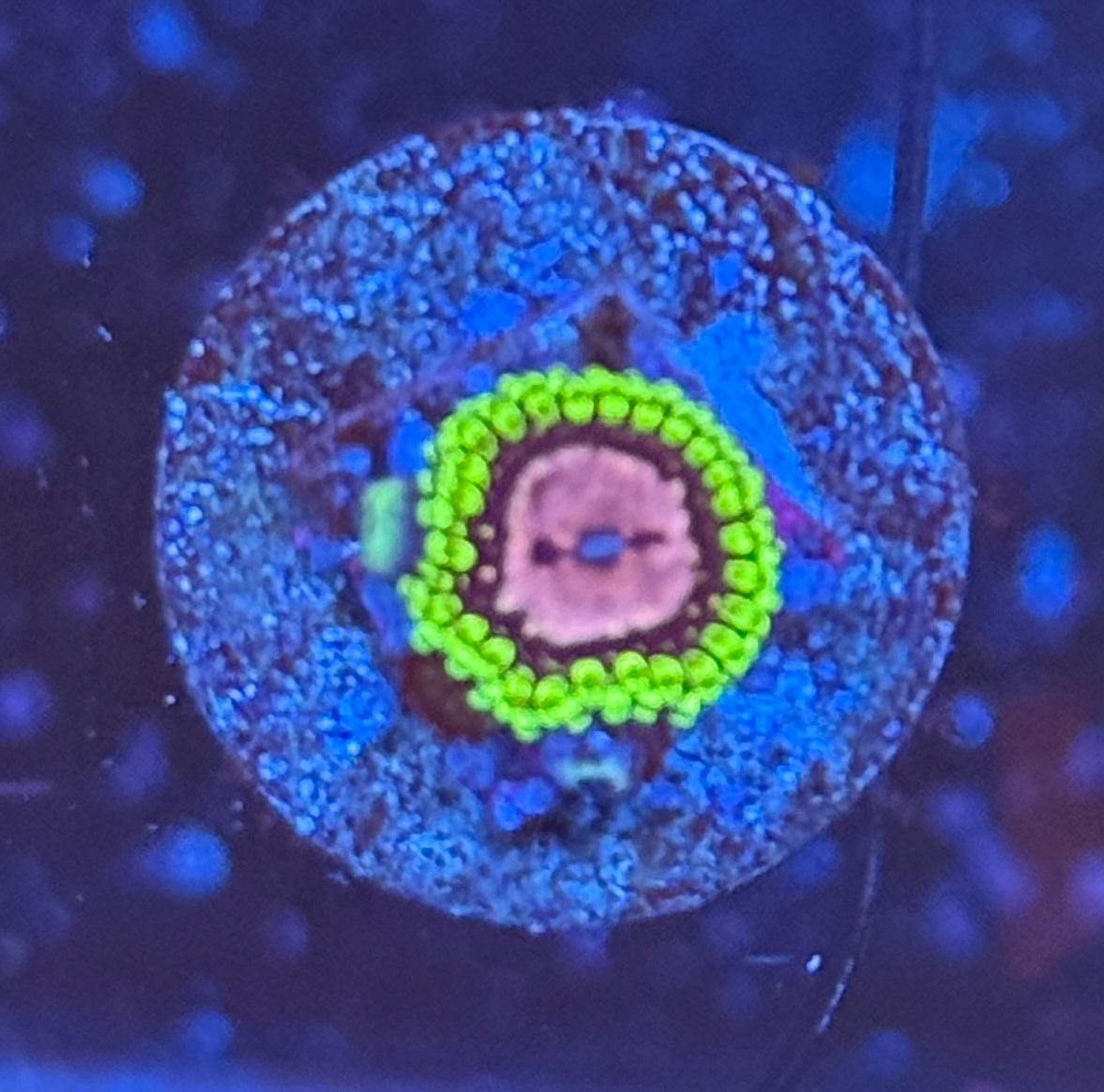 Pink diamond zoa