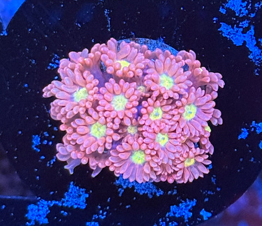 Yellow eye pink Goni