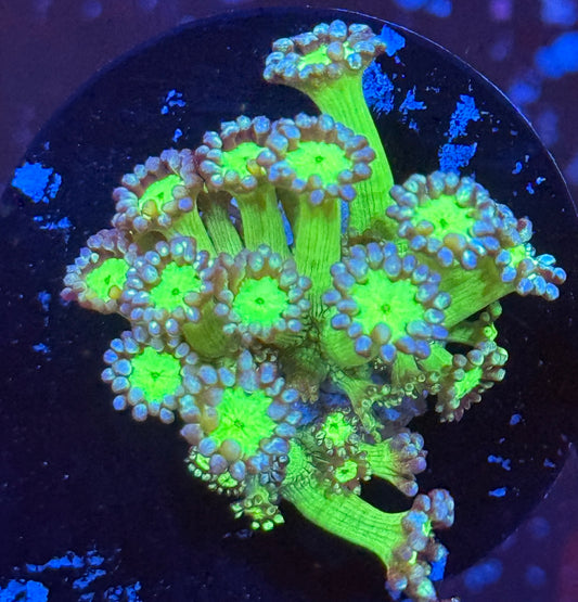 Blue tipped Goni