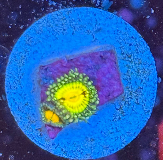 Butt muncher zoa