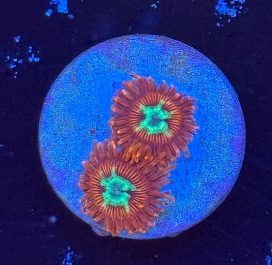 Uc hot shot zoa