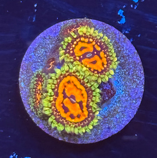 Reverse Hallucination zoa
