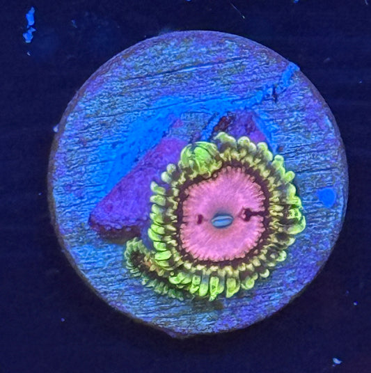 Pink Diamond zoa