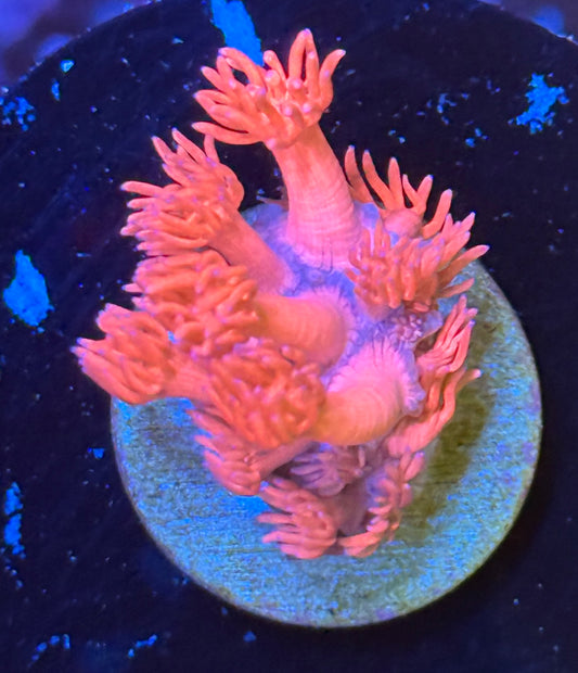Pink Goni