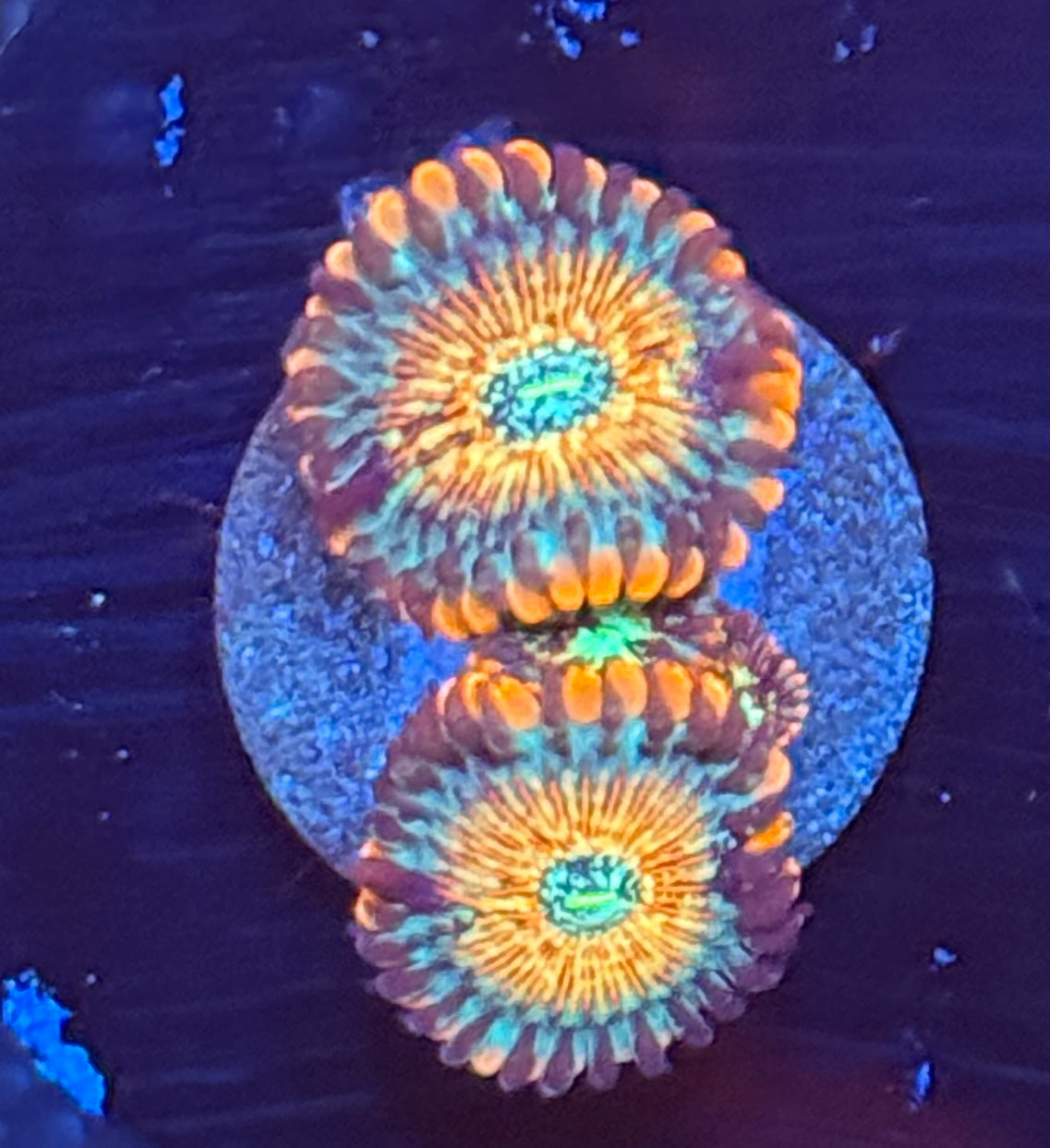 White zombie zoa