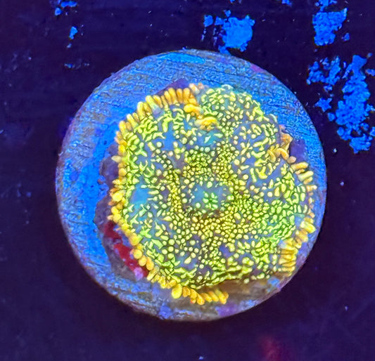 Rainbow mushroom single