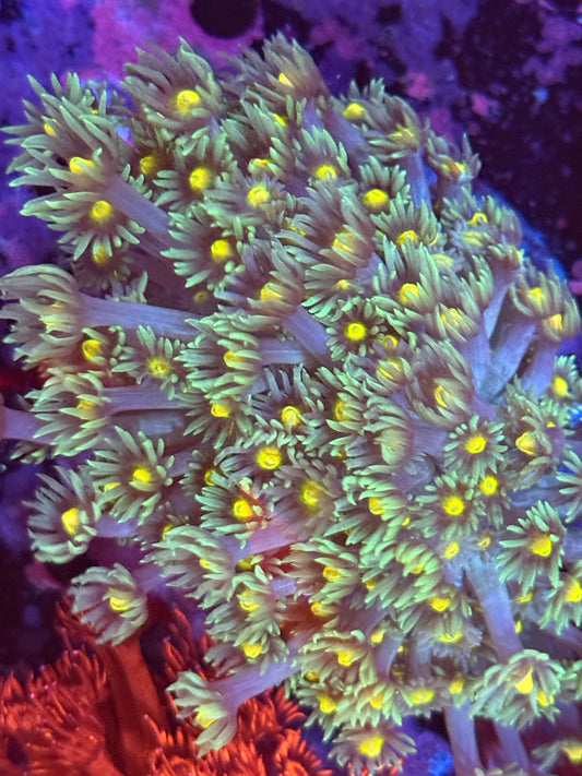 Yellow eye goni colony