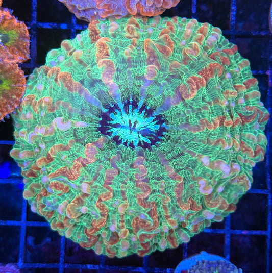 Ultra rainbow cynarina Coral