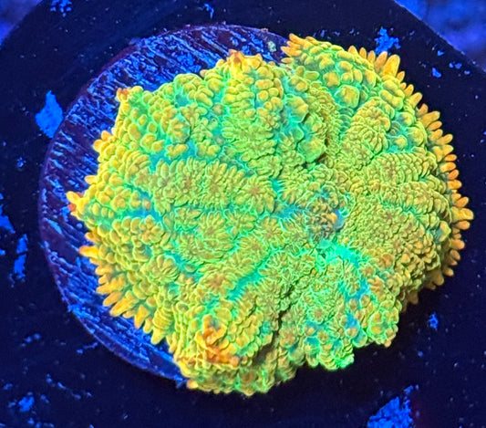 Tequila sunrise mushroom coral