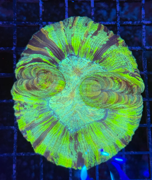 Yellow trachyphyllia