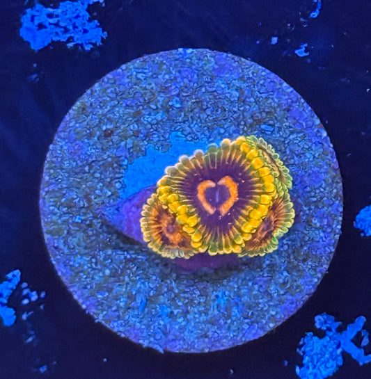 Mind Trick Zoa