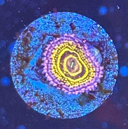 Stratosphere zoa