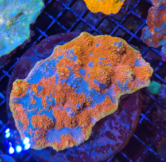 Chalice coral