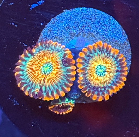 White zombie zoa