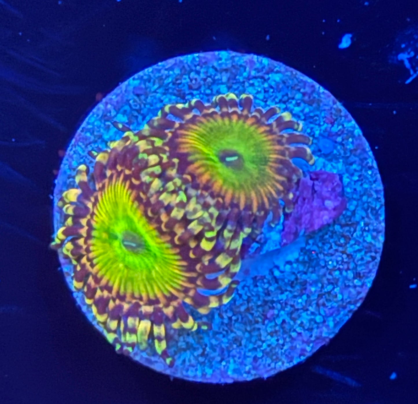 Hyper Jubilee zoa