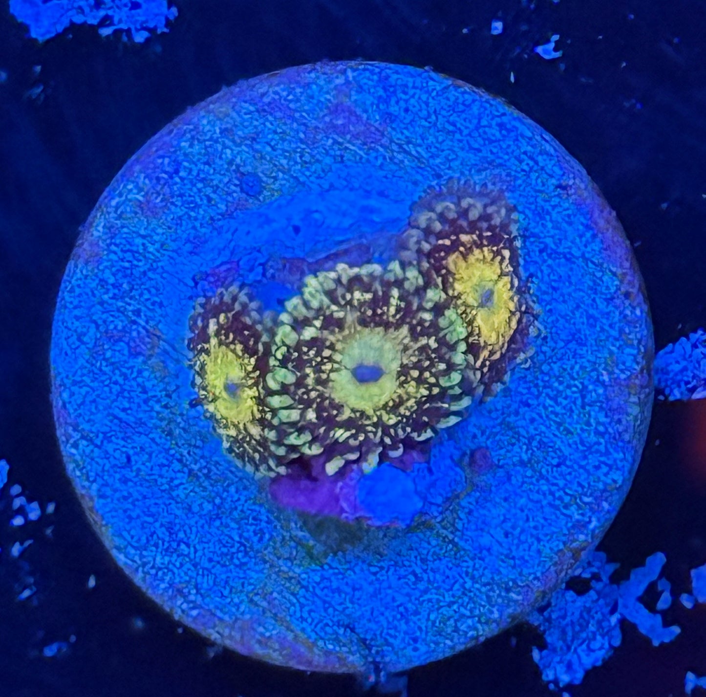 Grim Reaper zoa