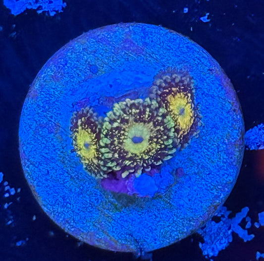 Grim Reaper zoa