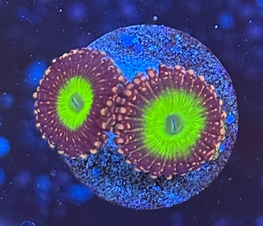 Zoa 011