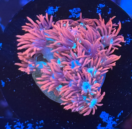Red Goni