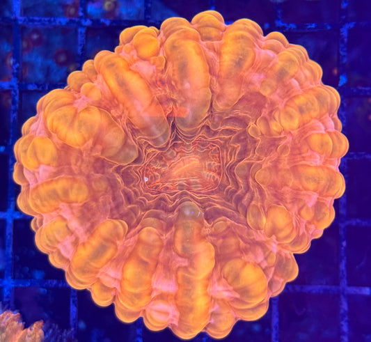 Red cynarina coral