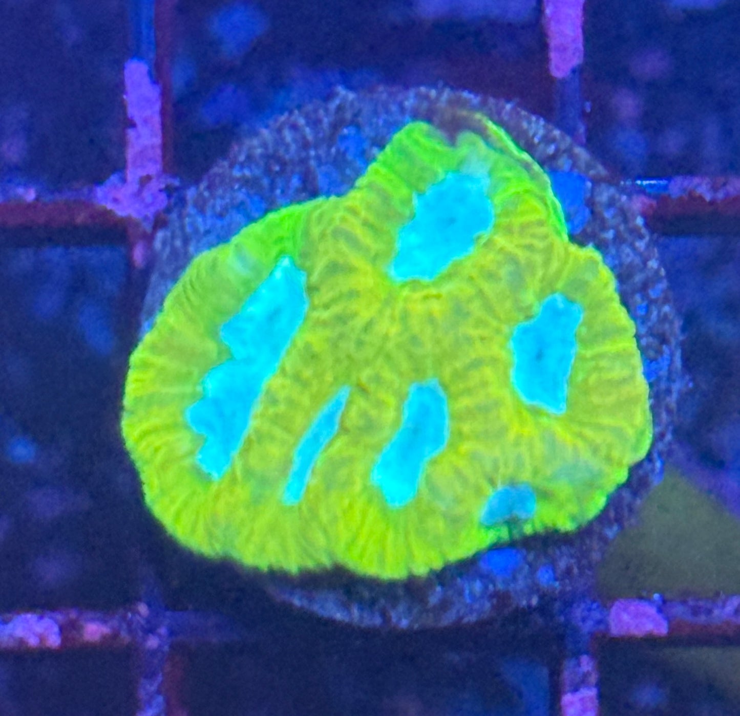 Era ultra yellow Favia