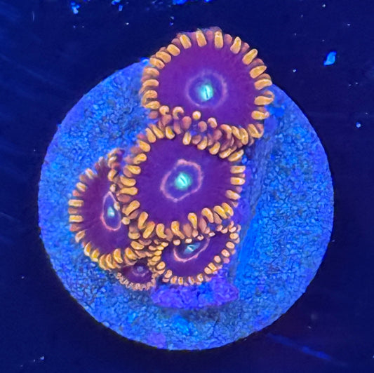 Red Hornet zoa