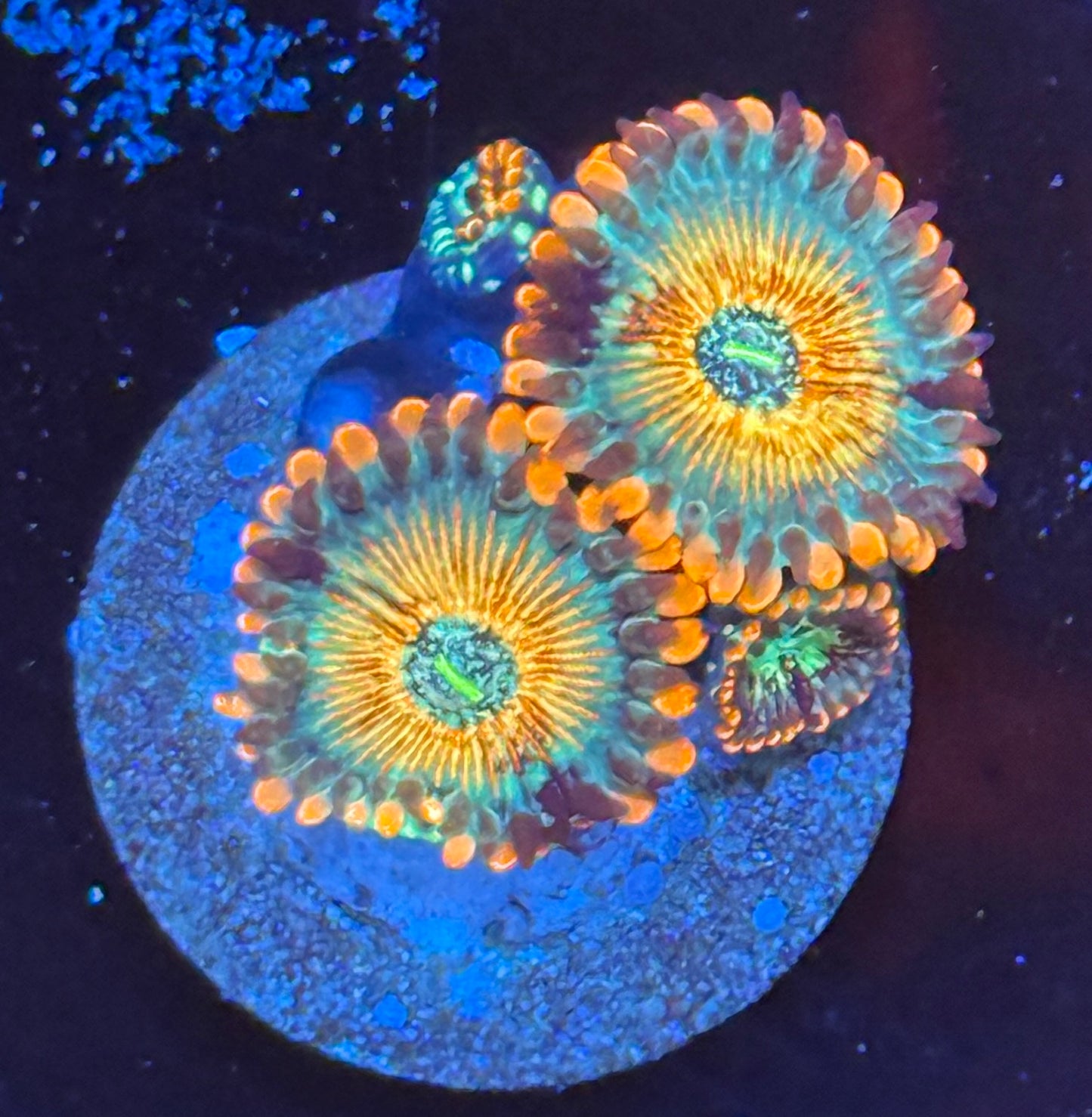 White zombie zoanthid