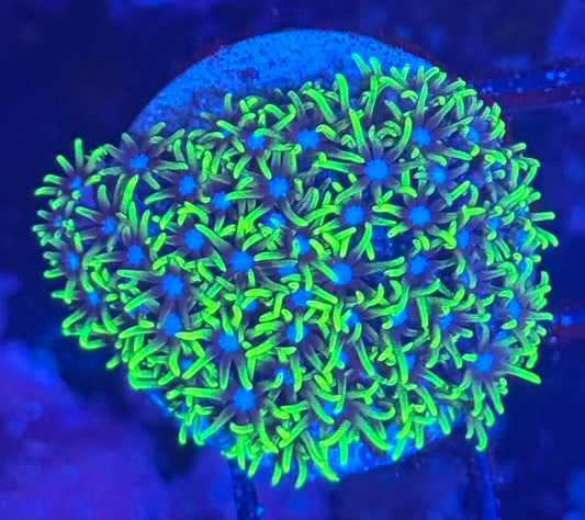 Green star Polyp