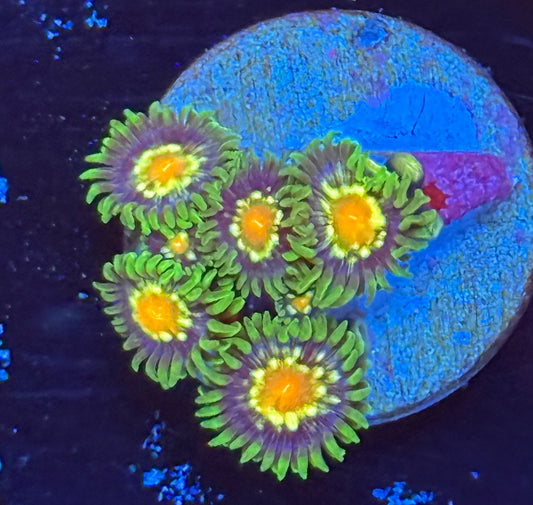 Stargazer zoa